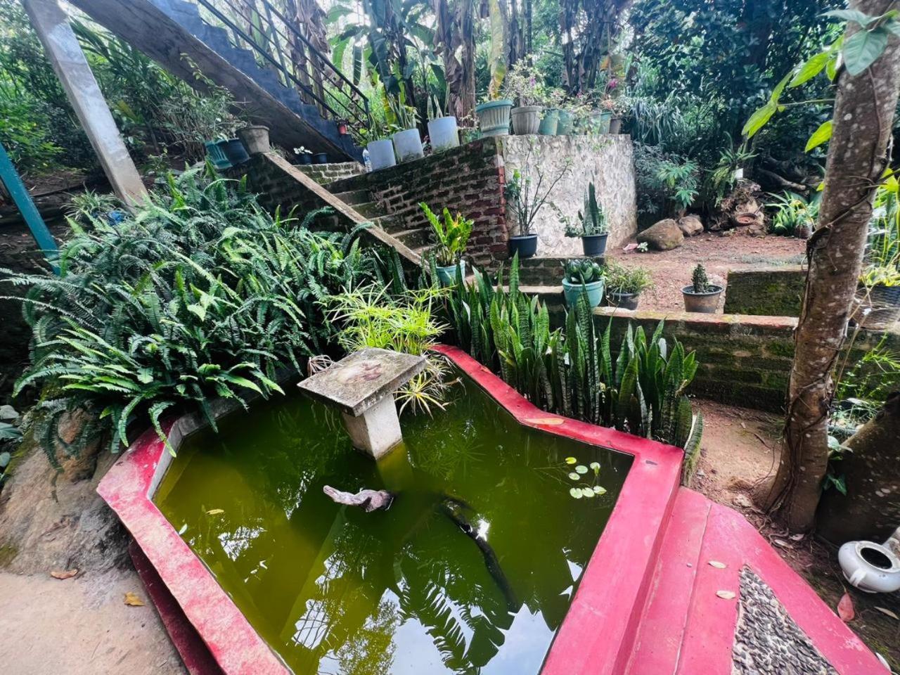 Rest Full Homestay Ella Buitenkant foto